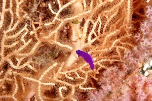 Pseudocromide (Pseudochromis fridmani)