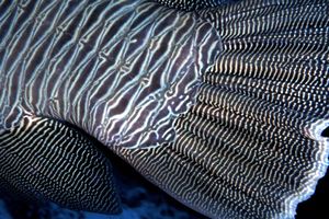 Pesce napoleone (Cheilinus undulatus)