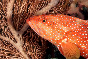 Cernia miniata (Cephalopholis miniata)