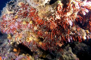 Corallo rosso (Corallium rubrum)