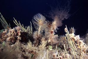 Spirografo (Sabella spallanzanii)