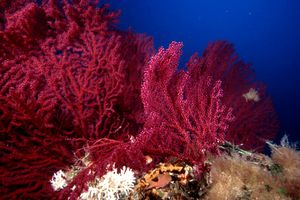 Gorgonia rossa (Paramuricea clavata)
