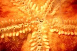 Stella arancio (Hacelia attenuata)