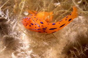 Nudibranco (N.d. n.d.)