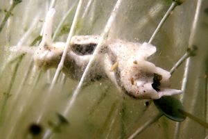 Lumachina verde (Elysia timida)