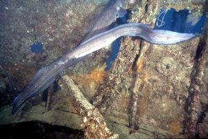 Grongo (Conger conger)