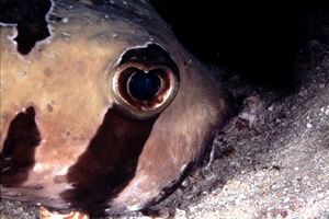 Pesce istrice (Diodon liturosus)