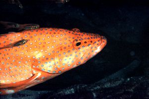 Cernia miniata (Cephalopholis miniata)