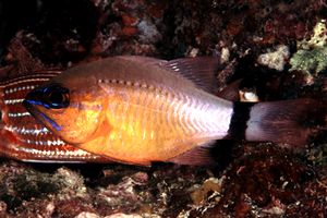 Pesce cardinale dorato (Apogon aureus)