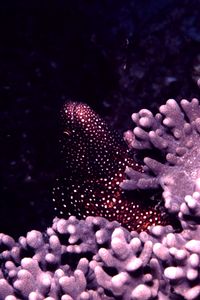 Murena pois bianchi (Gymnothorax meleagris)