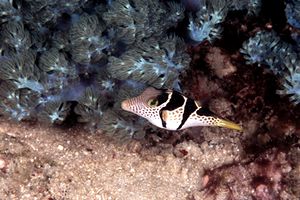 Pesce palla (Canthigaster valentini)