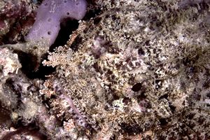 Pesce scorpione tassellato (Scorpaenopsis oxycephalus)