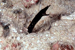 Murena a nastro (Rhinomuraena quaesita)