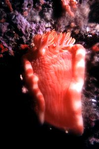 Ballerina spagnola (Hexabranchus sanguineus)