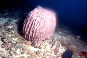 Spugna rossa tropicale (n.d. n.d.)