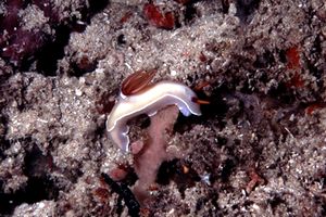 Hypselodoris (Hypselodoris bullocki)