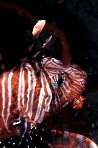Pesce cobra (Pterois miles)