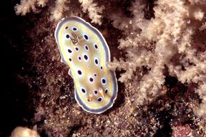 Chromodoris gemella (Chromodoris geminus)