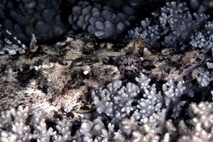 Pesce coccodrillo (Papilloculiceps longiceps)