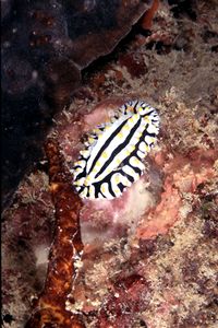 Nudibranco (Phyllidia n.d.)