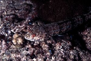 Pesce lucertola variegato (Synodus variegatus)