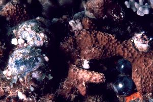 Alga otre (Valonia utricularis)