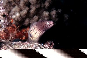 Murena grigia (Siderea grisea)