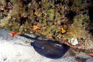 Trigone viola (Dasyatis violacea)