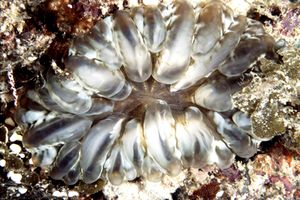 Anemone piuma (n.d. n.d.)