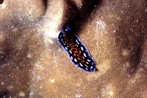 Verme piatto (Pseudoceros lindae)