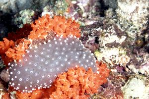 Nudibranco (N.d. n.d.)