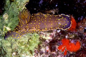 Doride dipinto (Hypselodoris picta)