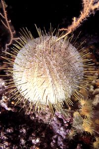 Riccio melone (Echinus melo)