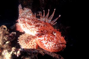 Scorfano rosso (Scorpaena scrofa)