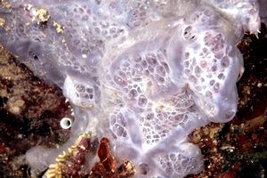 Spugna incrostante blu (Phorbas tenacior)