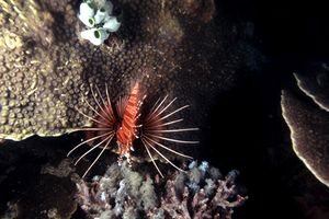 Pesce cobra (Pterois radiata)