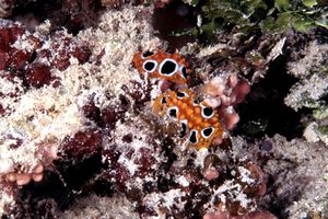 Nudibranco (N.d. n.d.)