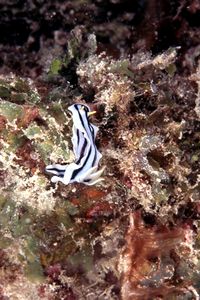 Chromodoris (Chromodoris lochi)