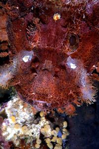 Pesce scorpione tessellato (Scorpaenopsis oxycephala)