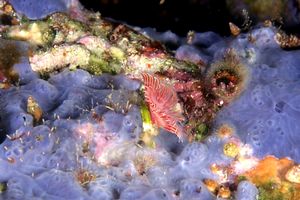 Serpula (Serpula vermicularis)