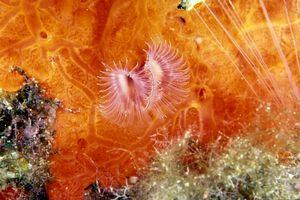 Serpula (Serpula vermicularis)