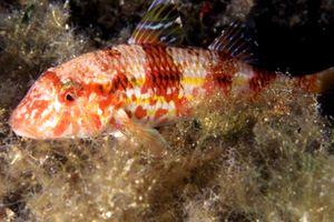 Triglia di scoglio (Mullus surmuletus)