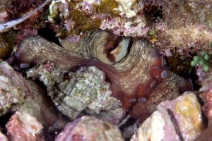 Polpo comune (Octopus vulgaris)