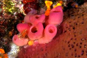 Spugna a canne d'organo (Haliclona mediterranea)