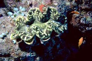 Tridacna (Tridacna maxima)