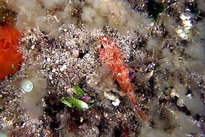 Scorfanotto (Scorpaena notata)