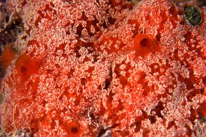 Spugna rossa (Spirastrella cunctatrix)