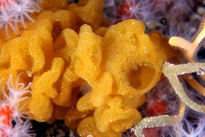 Spugna (Haliclona n.d.)