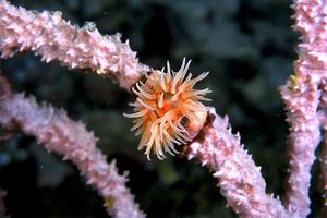 Attinia (Urticina felina)