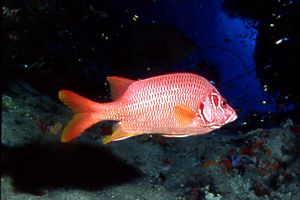 Pesce scoiattolo spinoso (Sargocentron spiniferum)